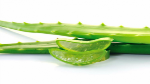 Aloe vera leaves with many amazing health benefits