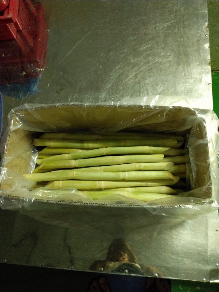Fresh-sugarcane-for-export
