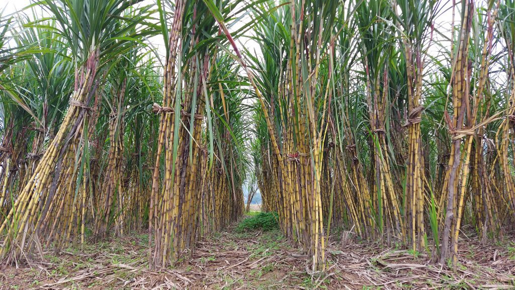 Sugarcane-exports-to-foreign-markets