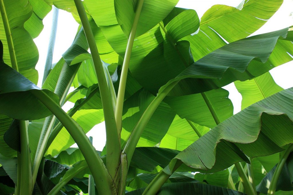 Exporting-banana-leaves-is-an-effective-solution-to-the-problem-of-excess-banana-leaves-of-Vietnamese-farmers