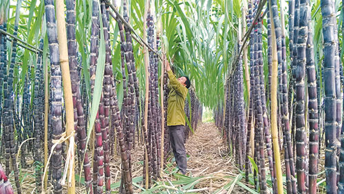 Red-sugarcane-farm-in-Binh-Thuan