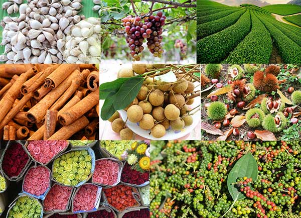 The Ministry of Viet Nam Agriculture and Rural Development removes barriers to exports